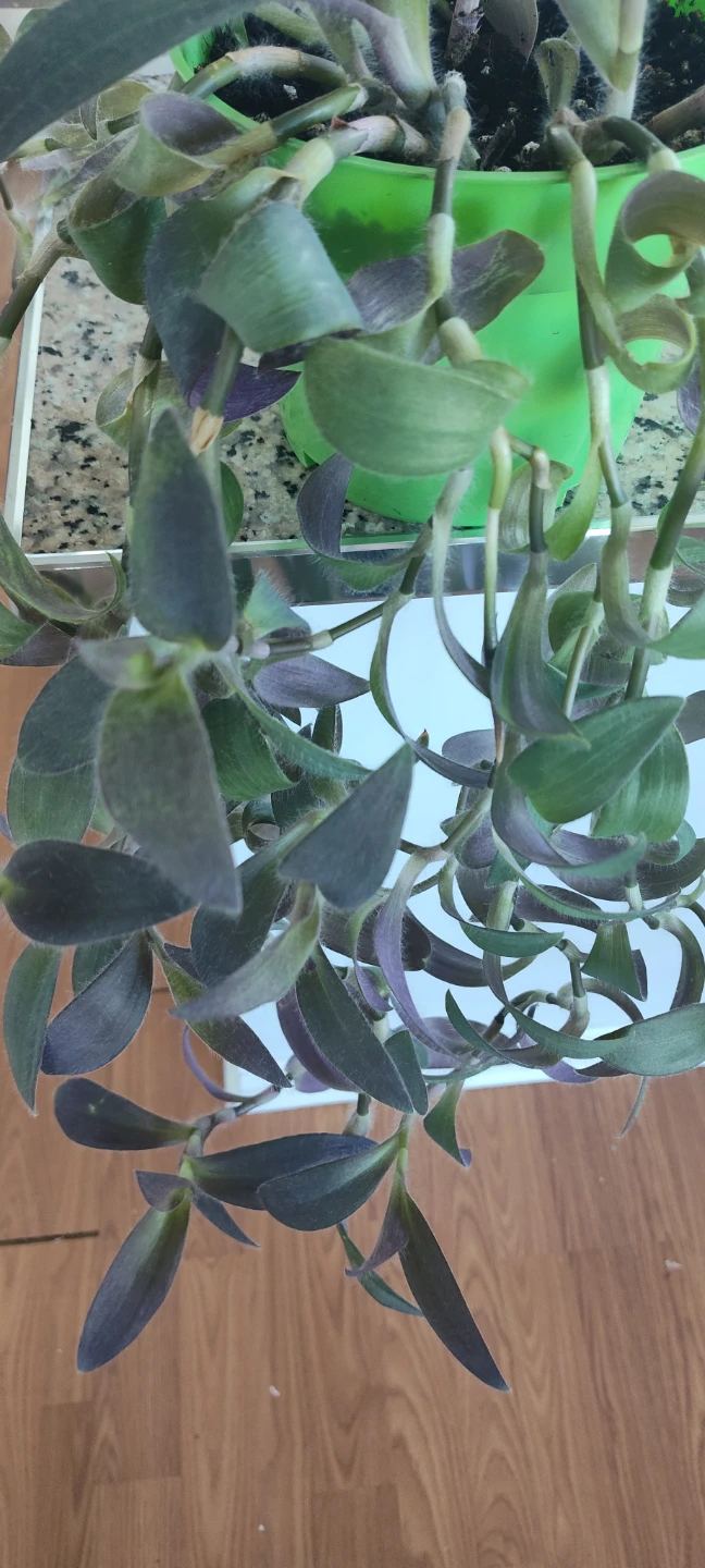Tradescantia pallida 'Purple Heart' - photo 3