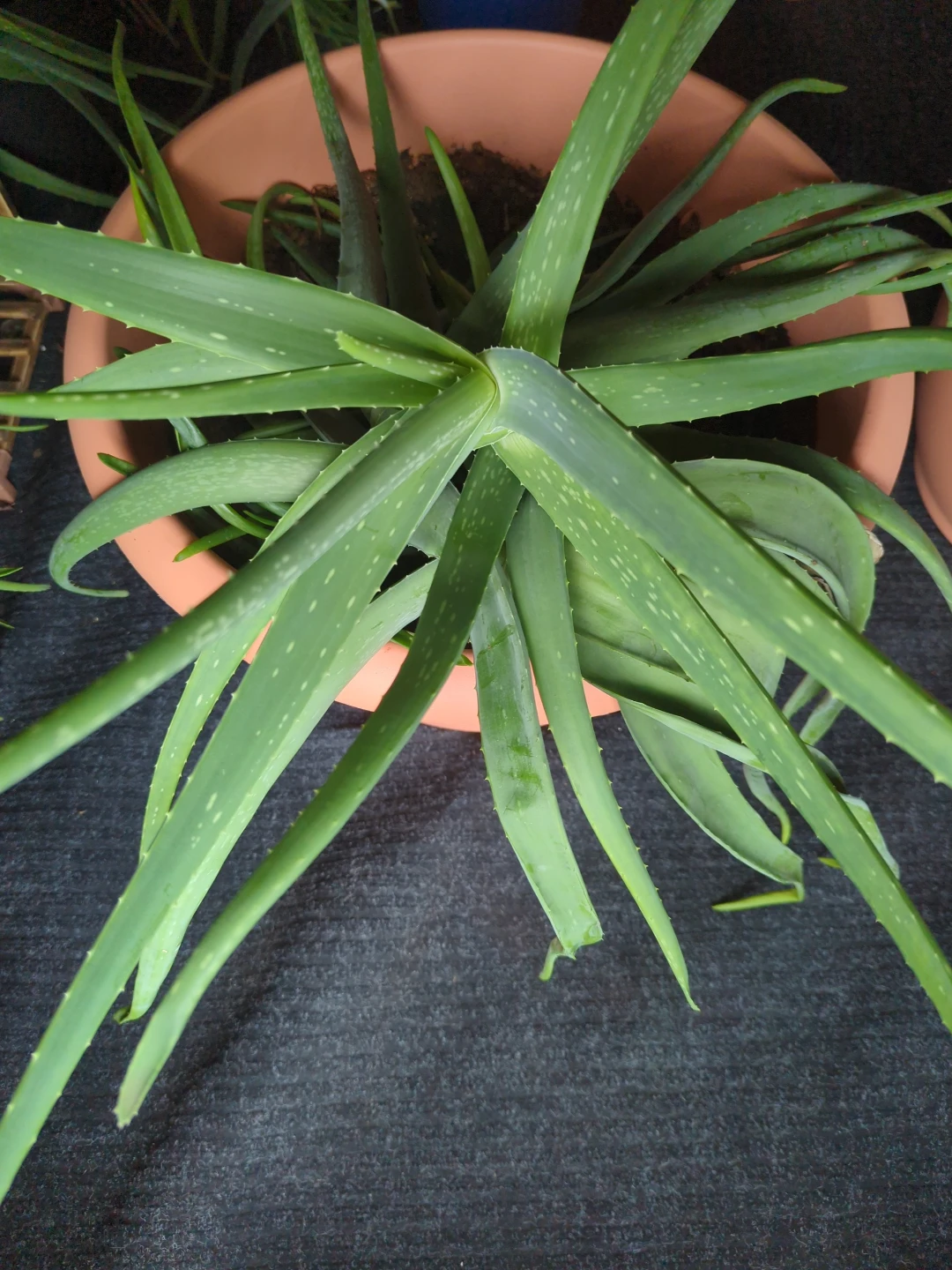 Aloe Vera Plant in Terracotta Pot - photo 2