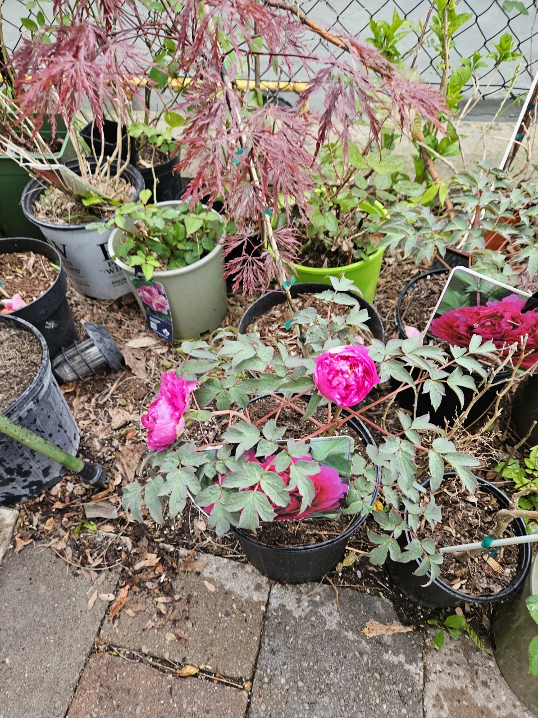 Tree peony - photo 2