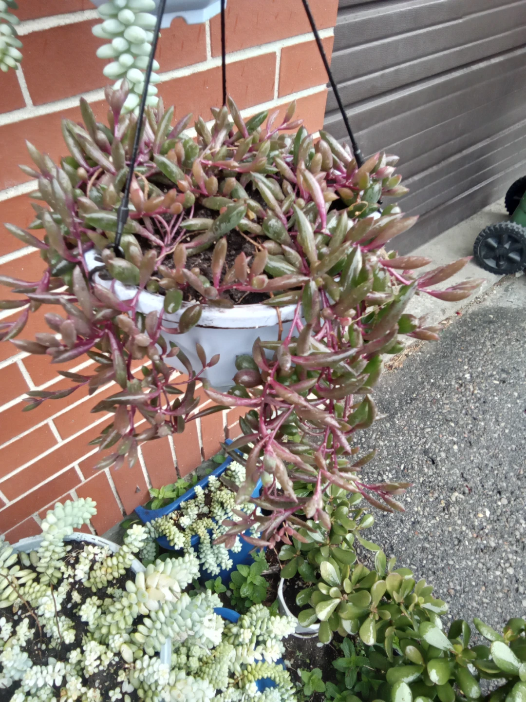 Hanging Ruby Necklace Succulent Plant in White Pot