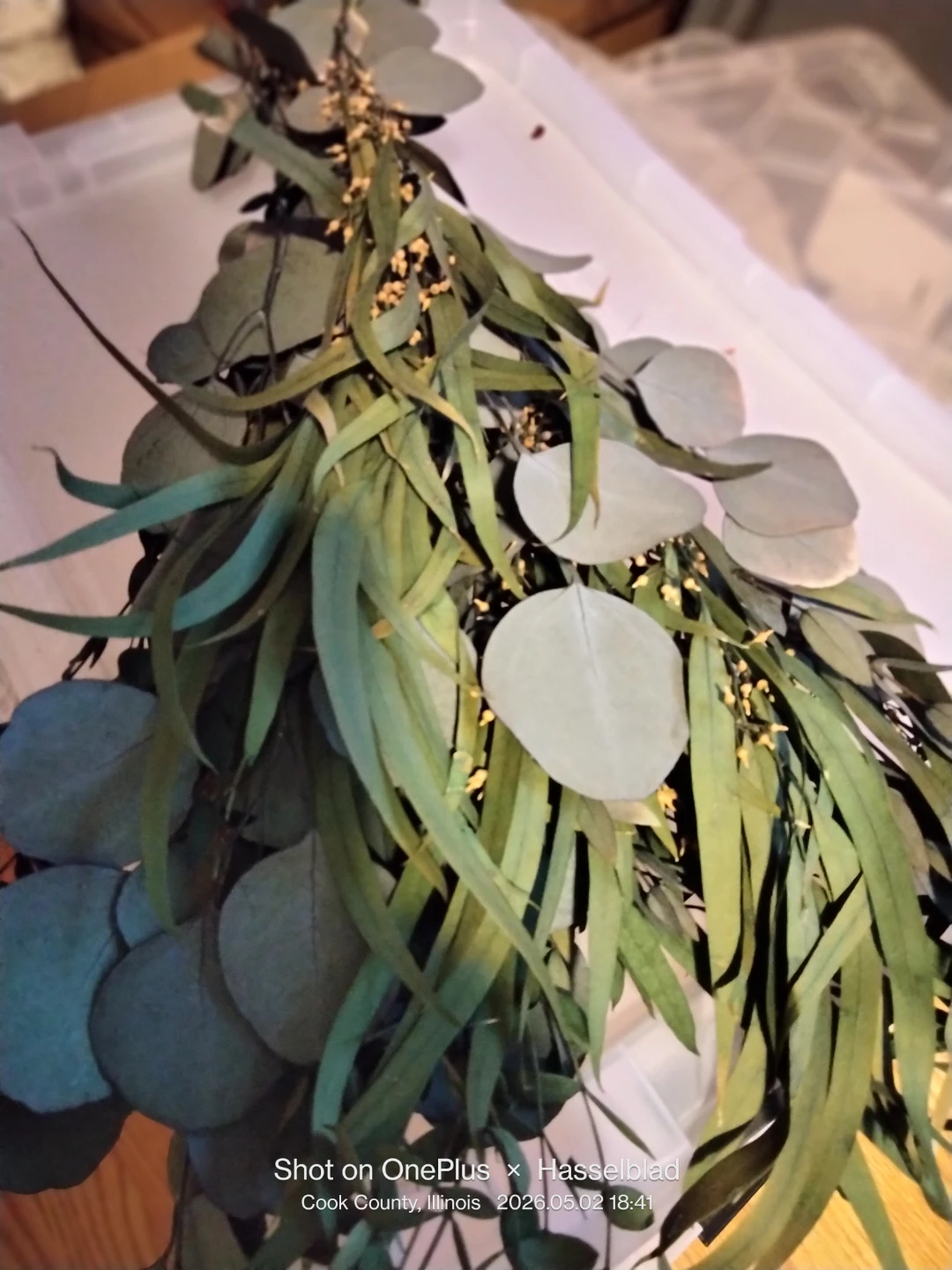 Dried Green Bundle