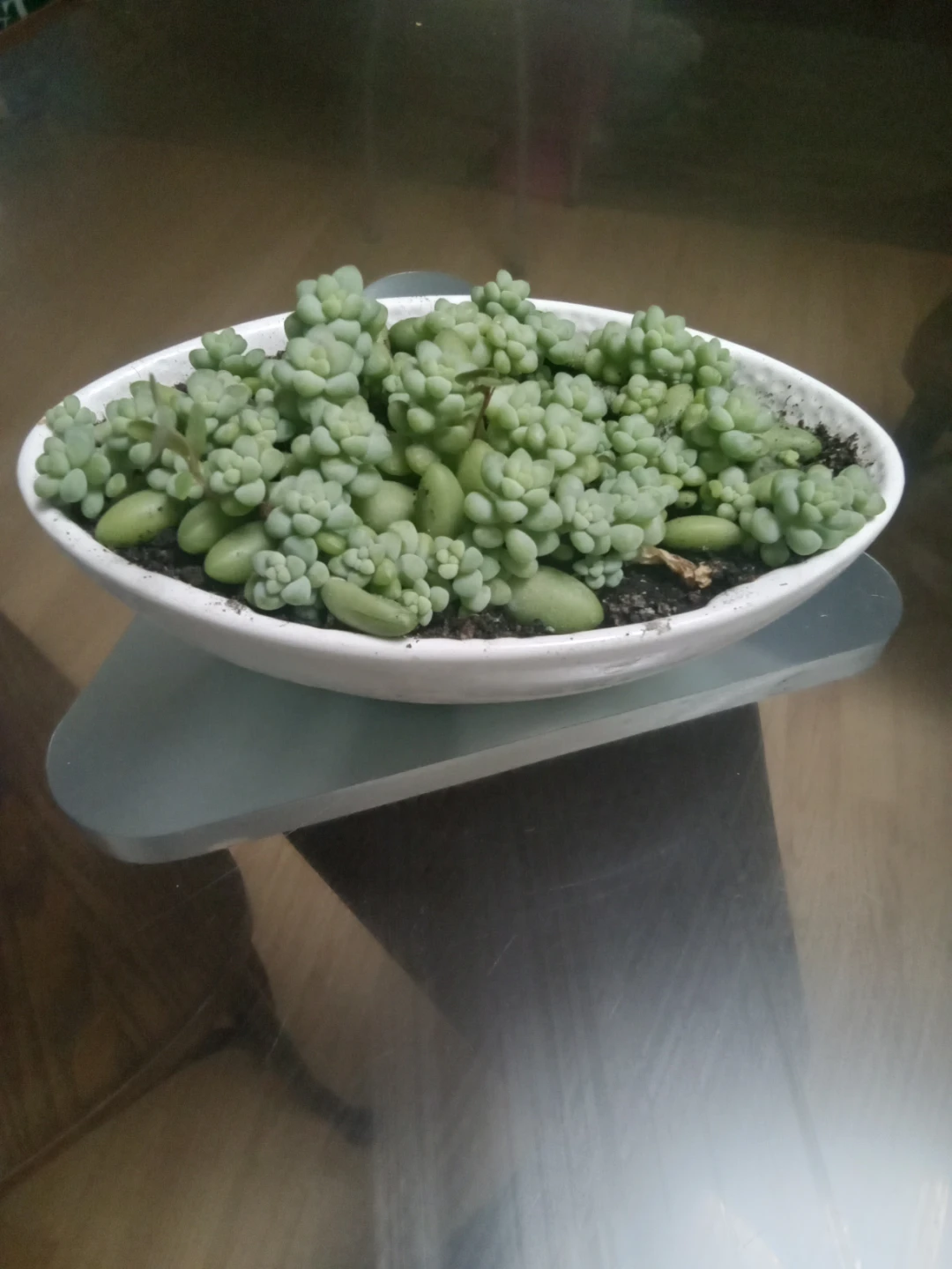 Sedum 'Burrito' succulent in white oval planter