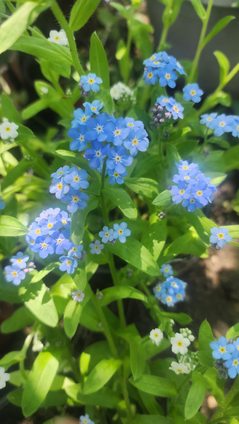 Forget-Me-Not Plants - photo 3
