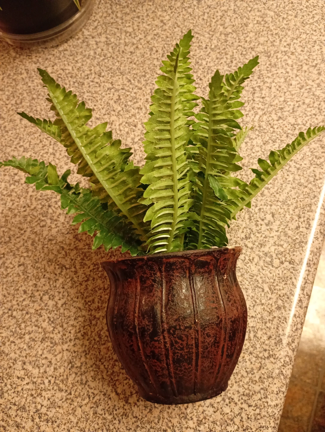 Potted Fern Plant - photo 4