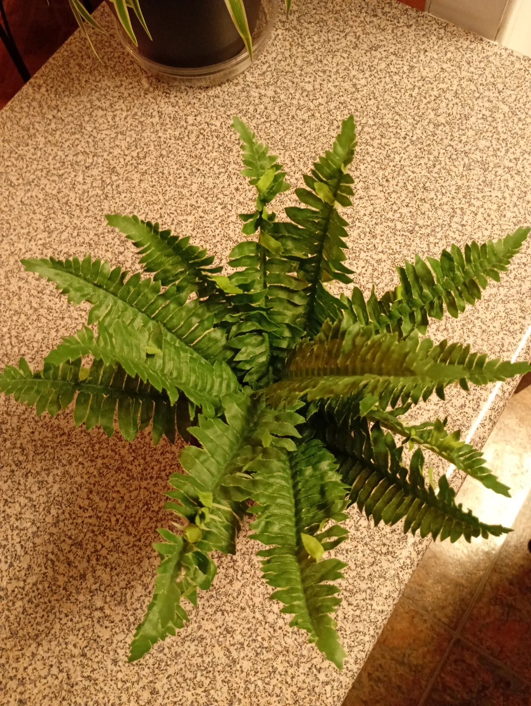 Potted Fern Plant - photo 5