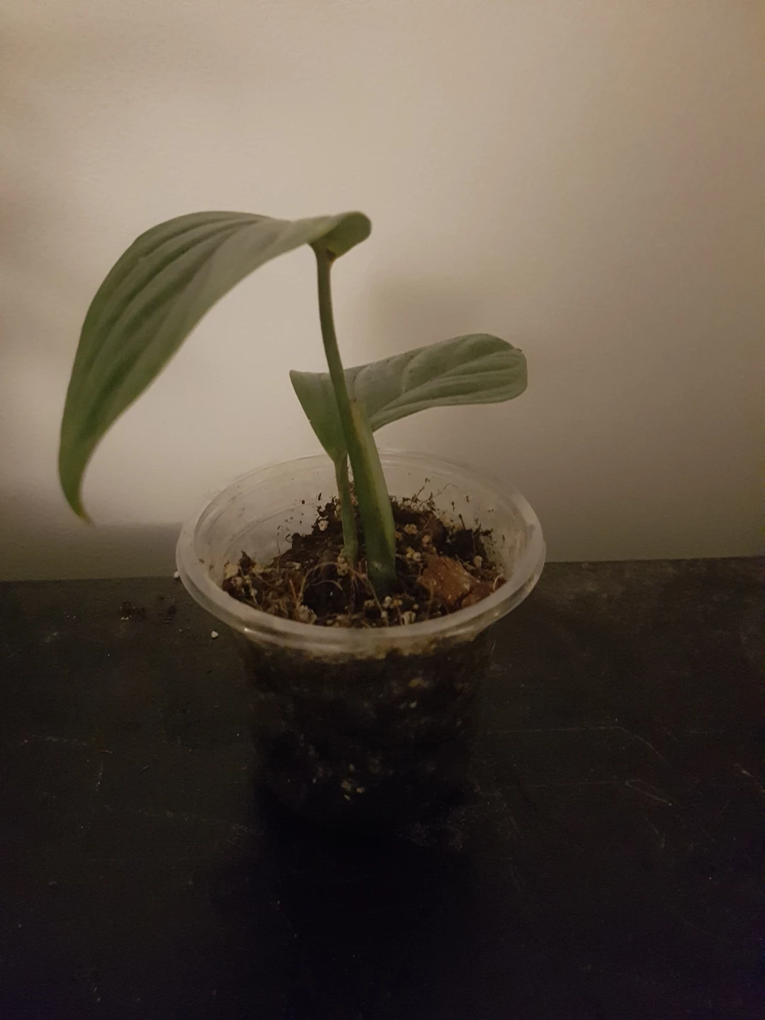 Small Monstera Plant in Pot
