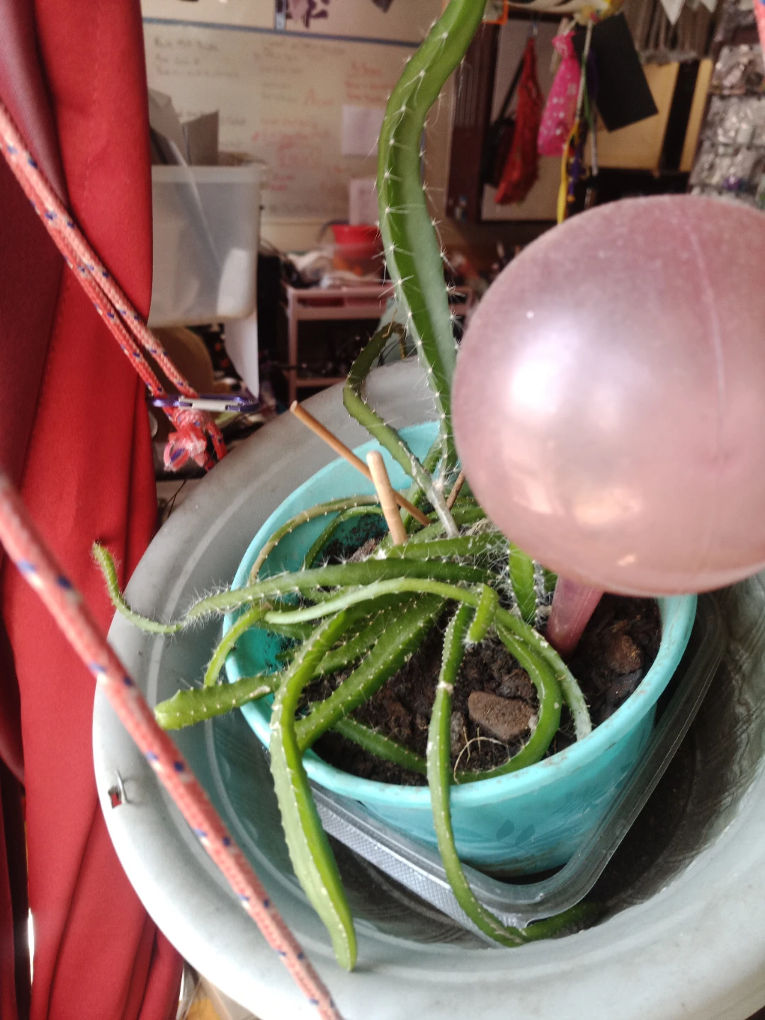 Dragon Fruit Cactus Plant in Pot