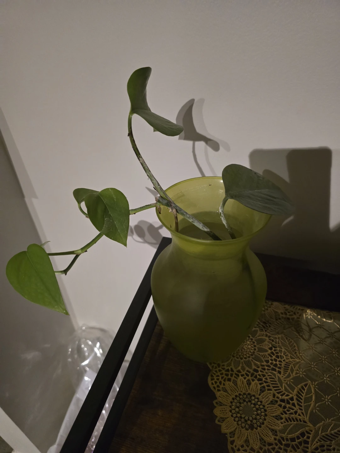 Original plants
