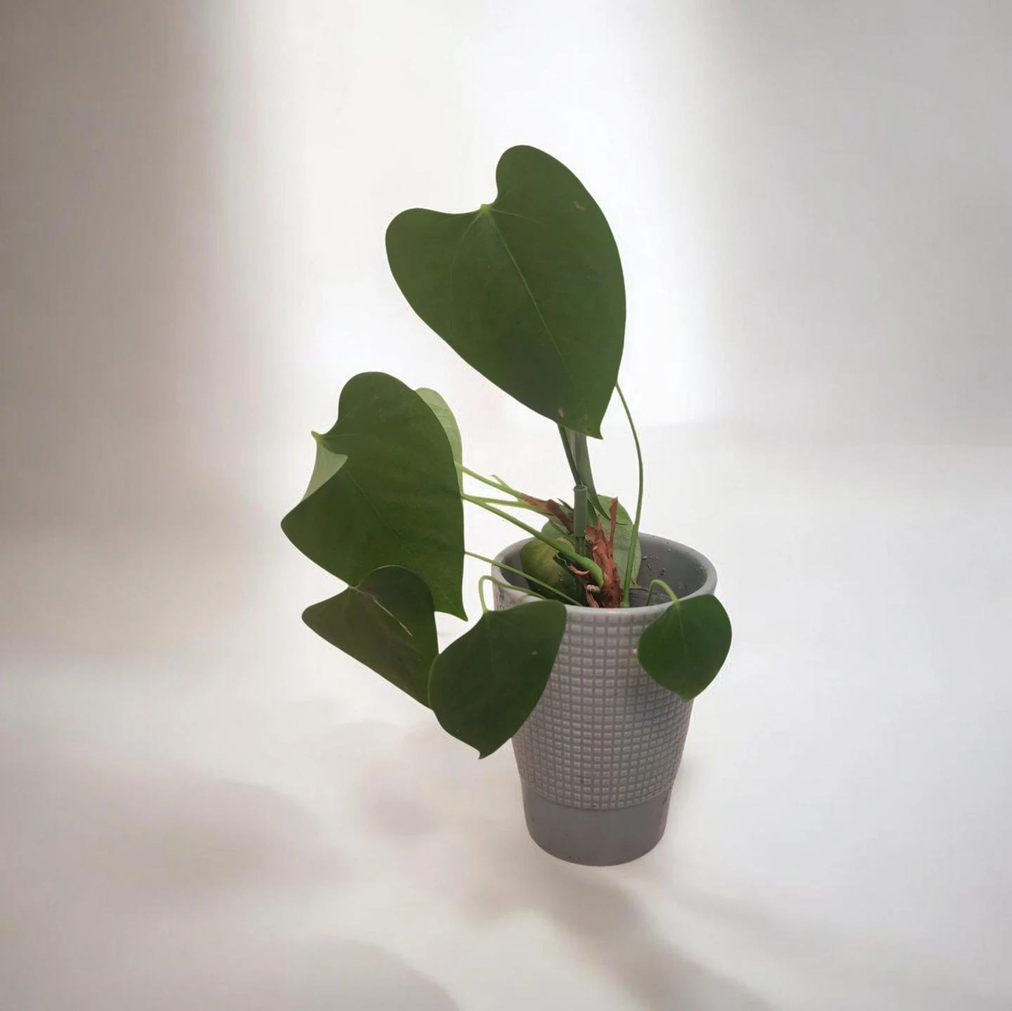 Anthurium Plant in Pot