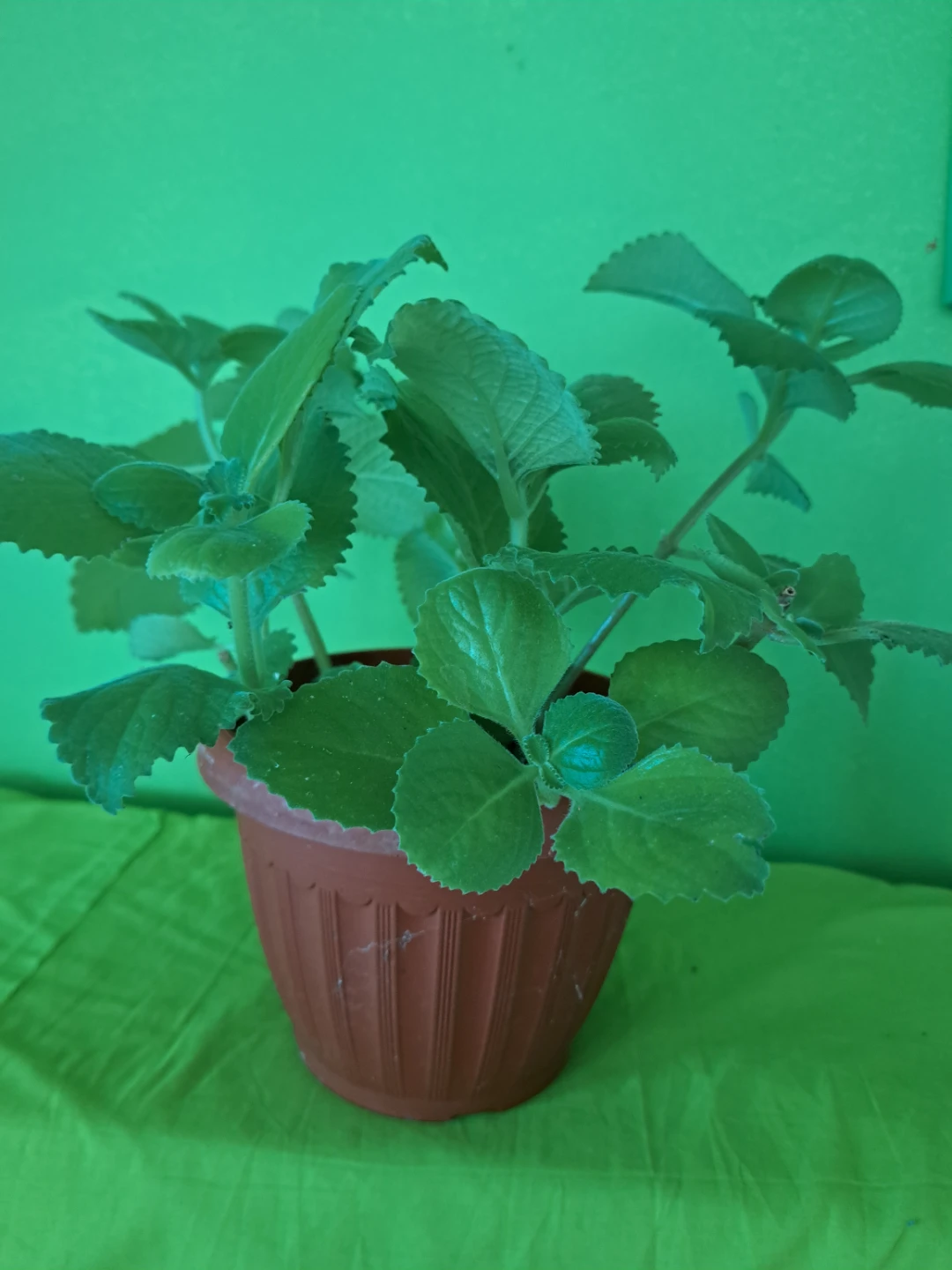 Potted Oregano Plant