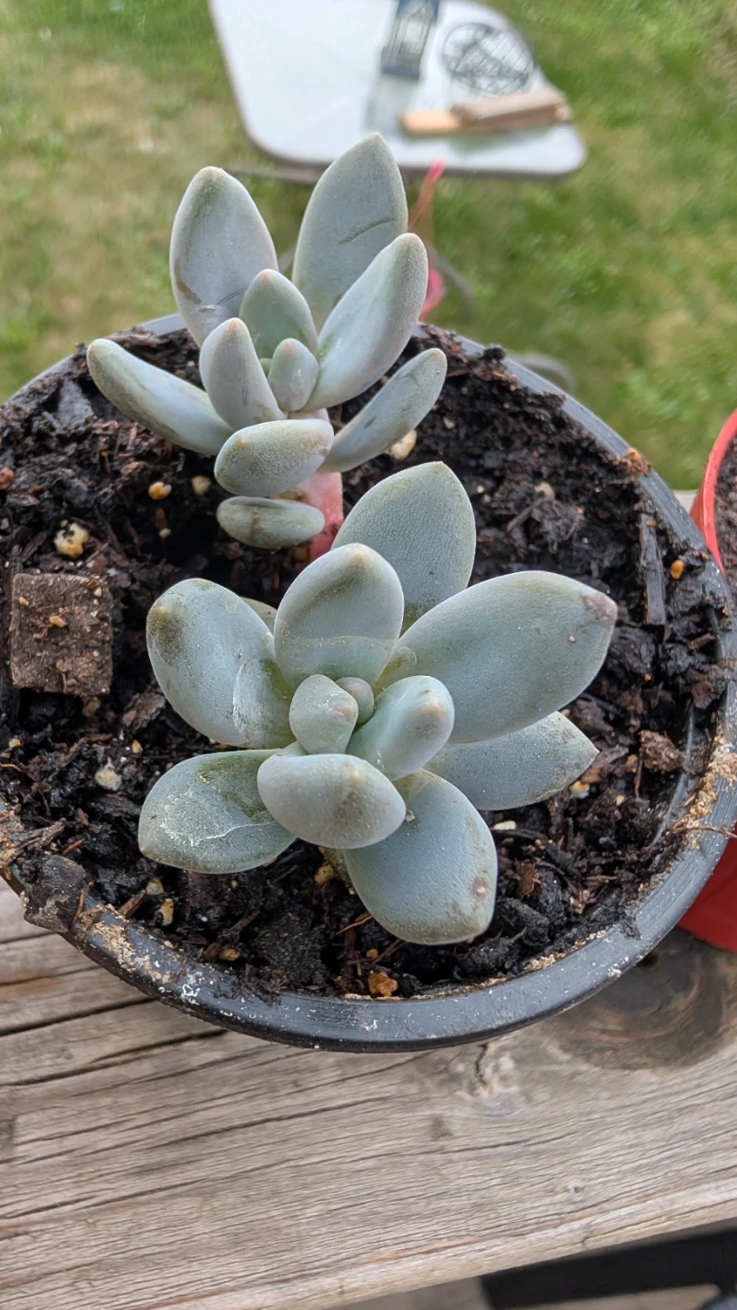 Pachyphytum Oviferum succulents for sale! - photo 2