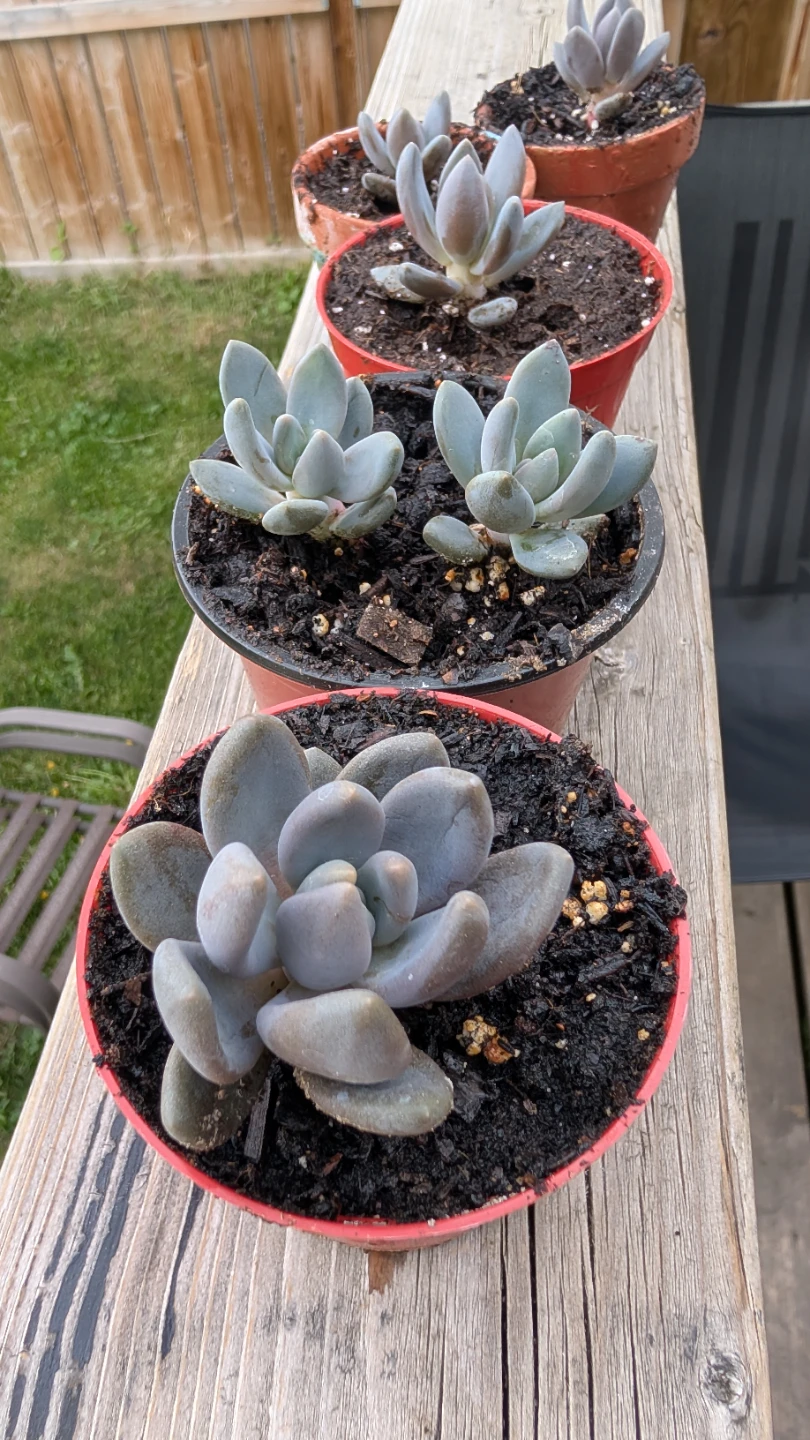Pachyphytum Oviferum succulents for sale! - photo 3