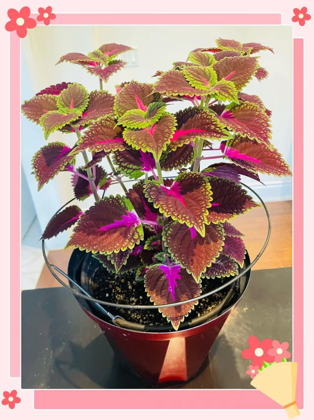 Coleus Plant in Red Pot