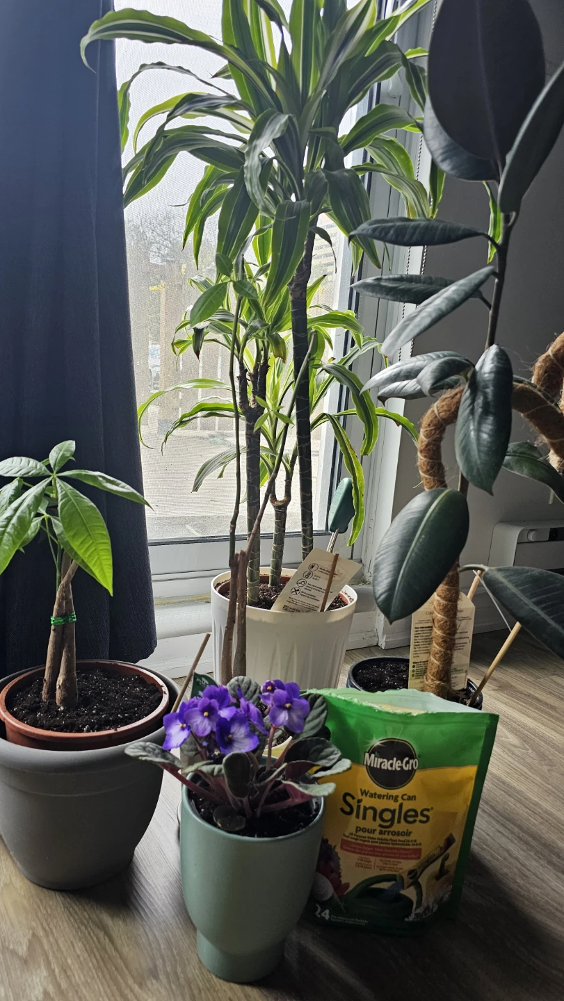 Moving Sale - Assorted Indoor Plants