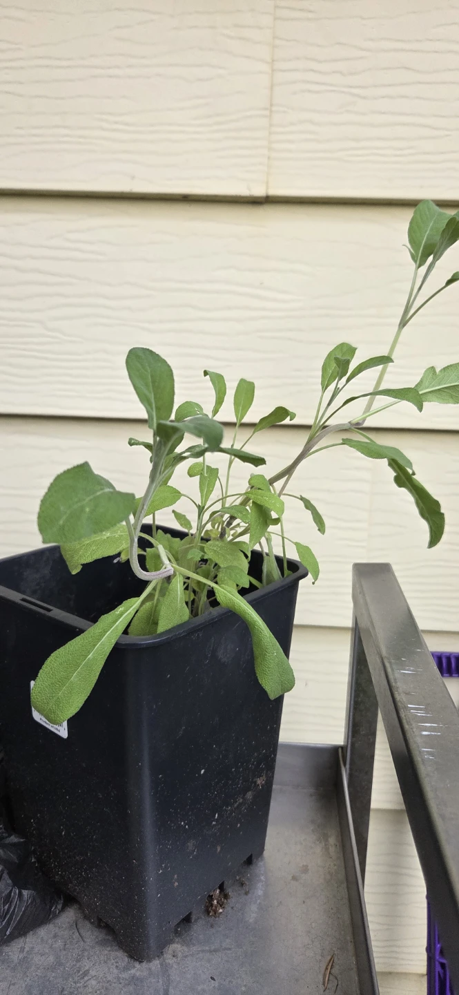 Sage Plant in Black Pot