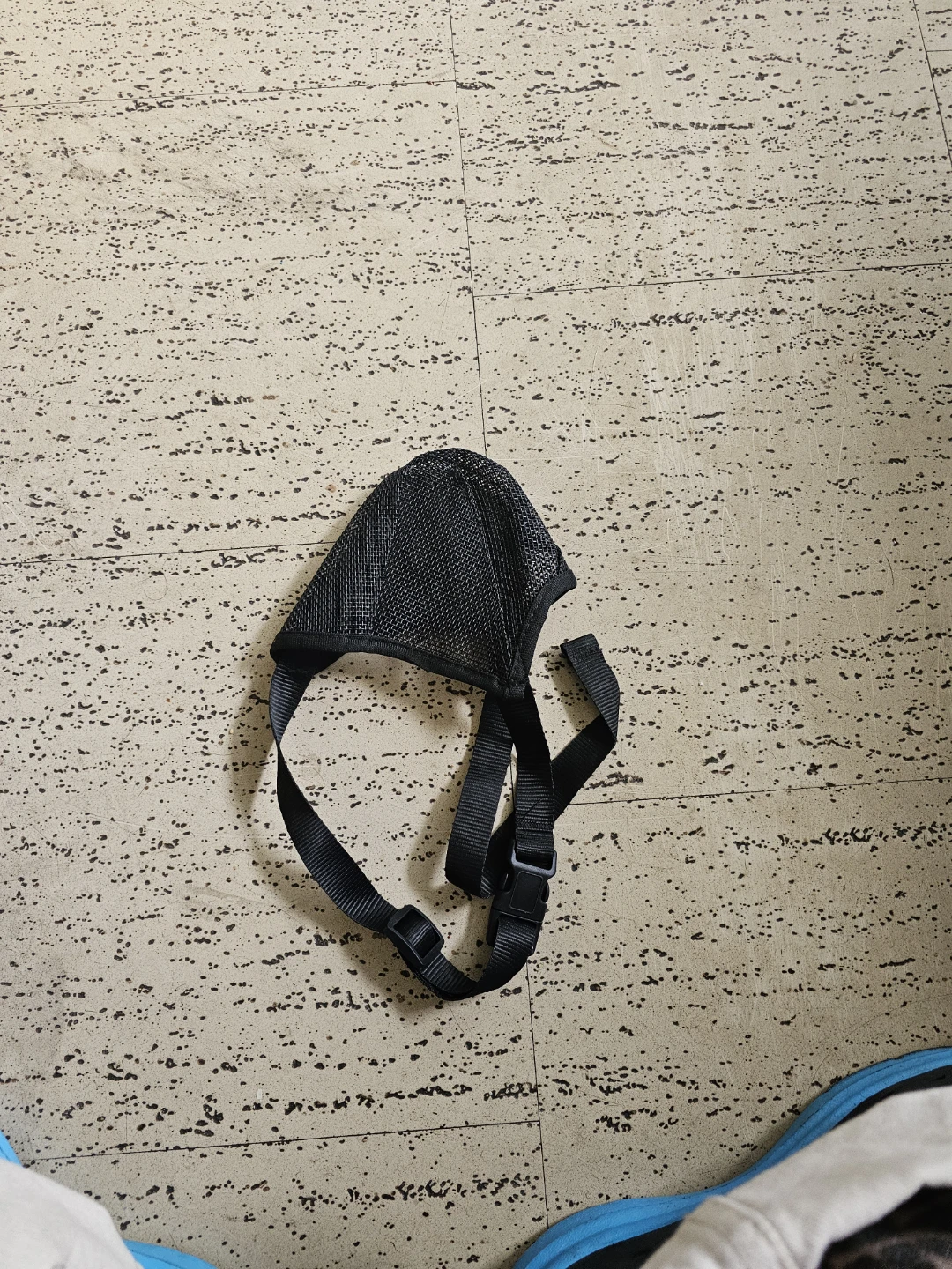 Black dog mussle