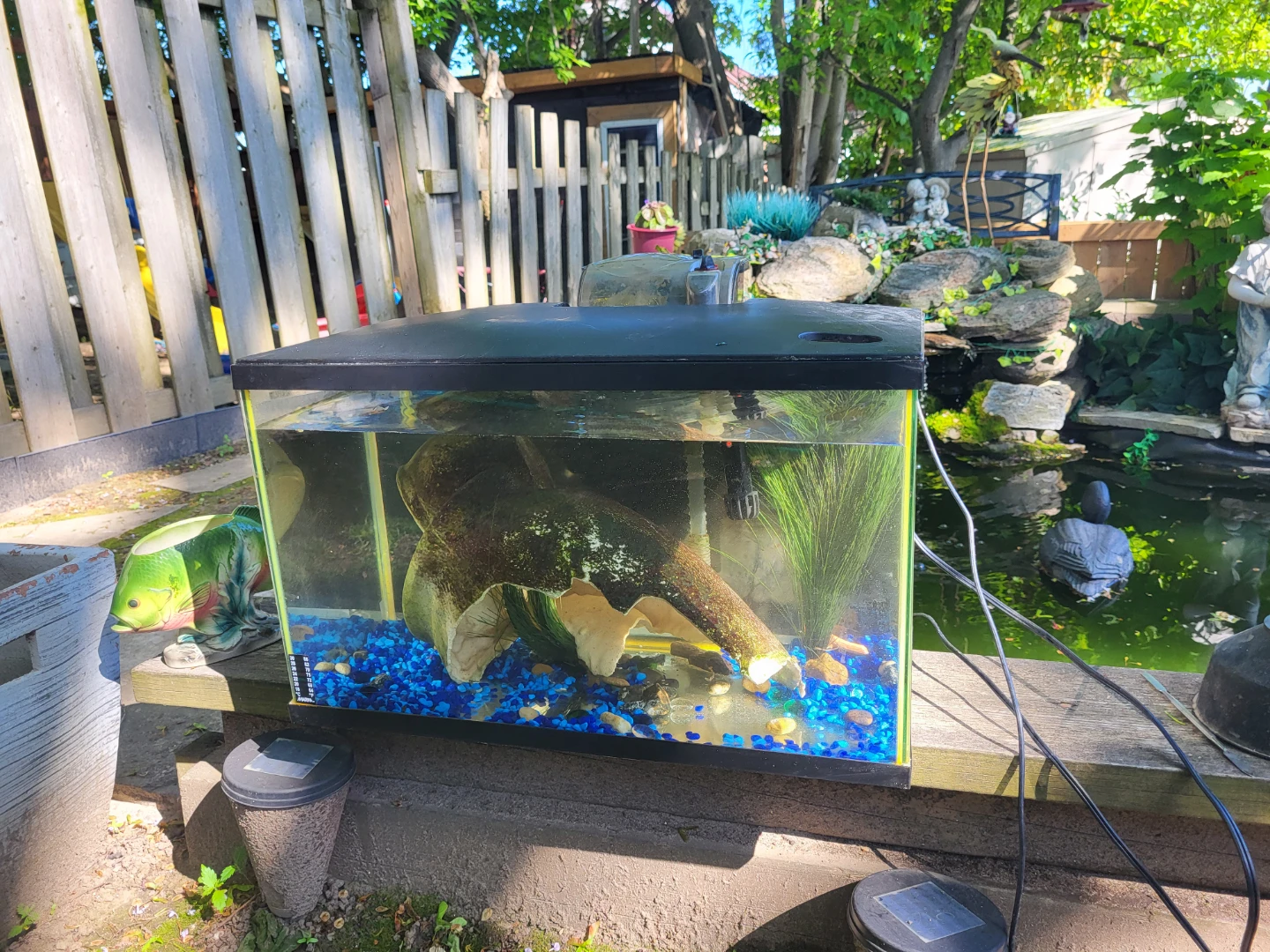 5 gal. Aquarium Tank, Filter, Gravel, Heater, Decor, and fish