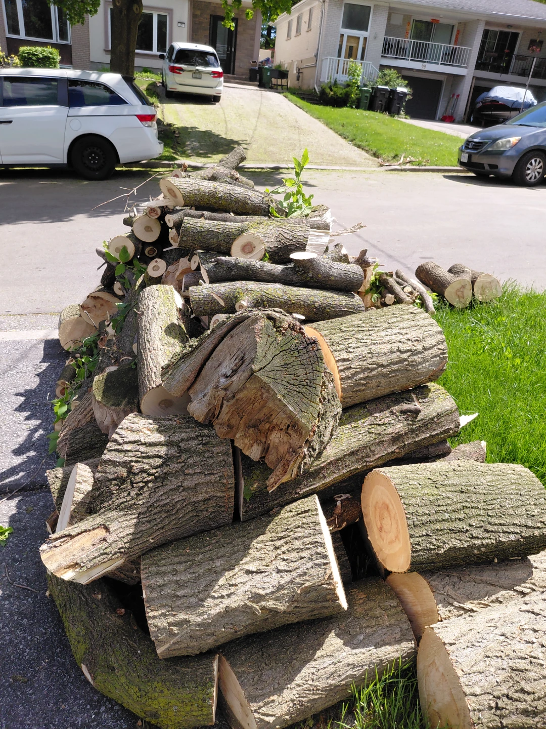 Free Maple Wood