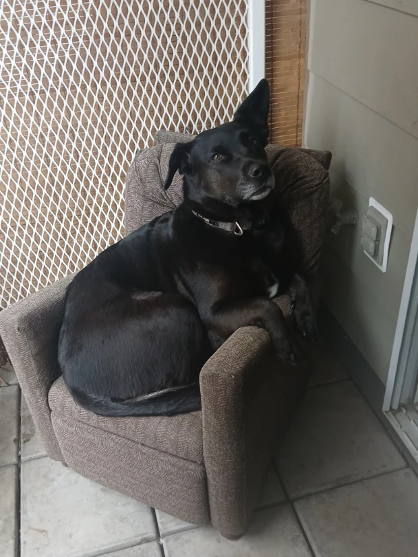 Brown Accent Chair