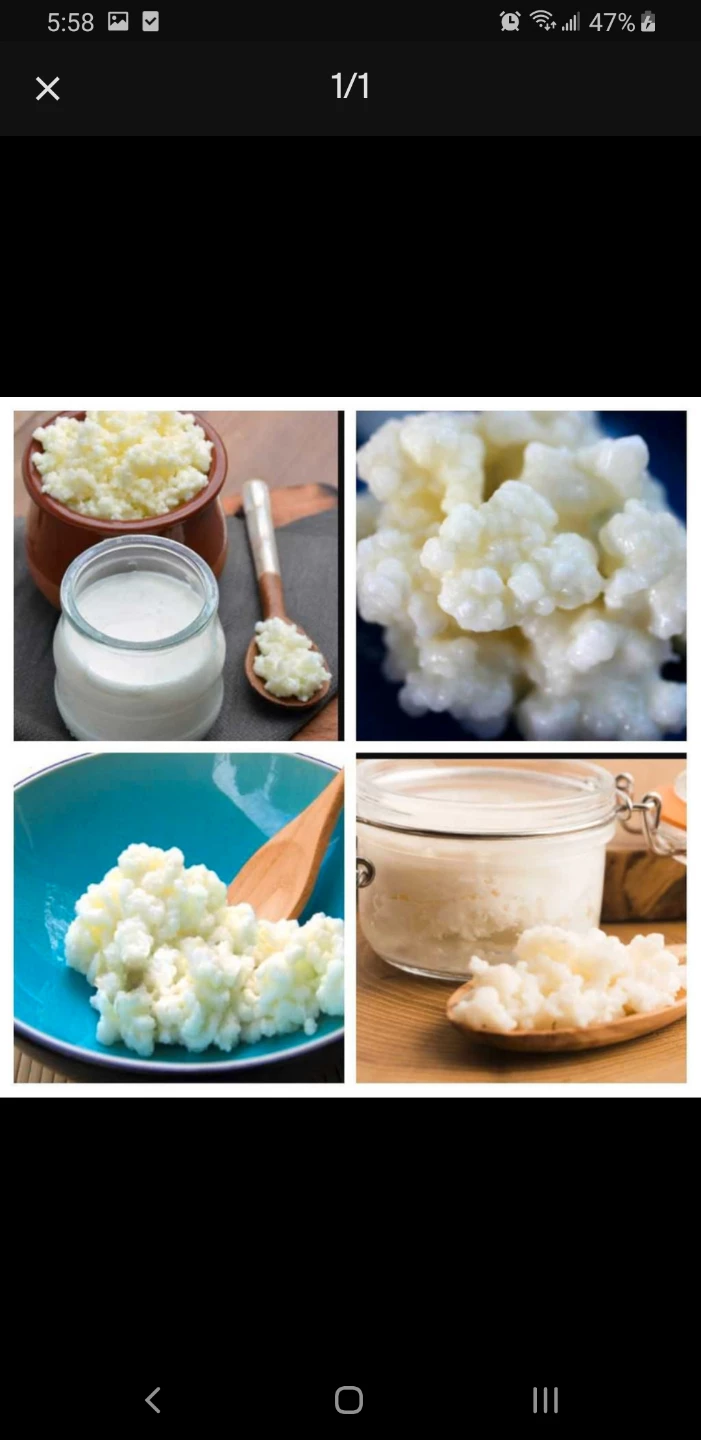 Milk kefir grains