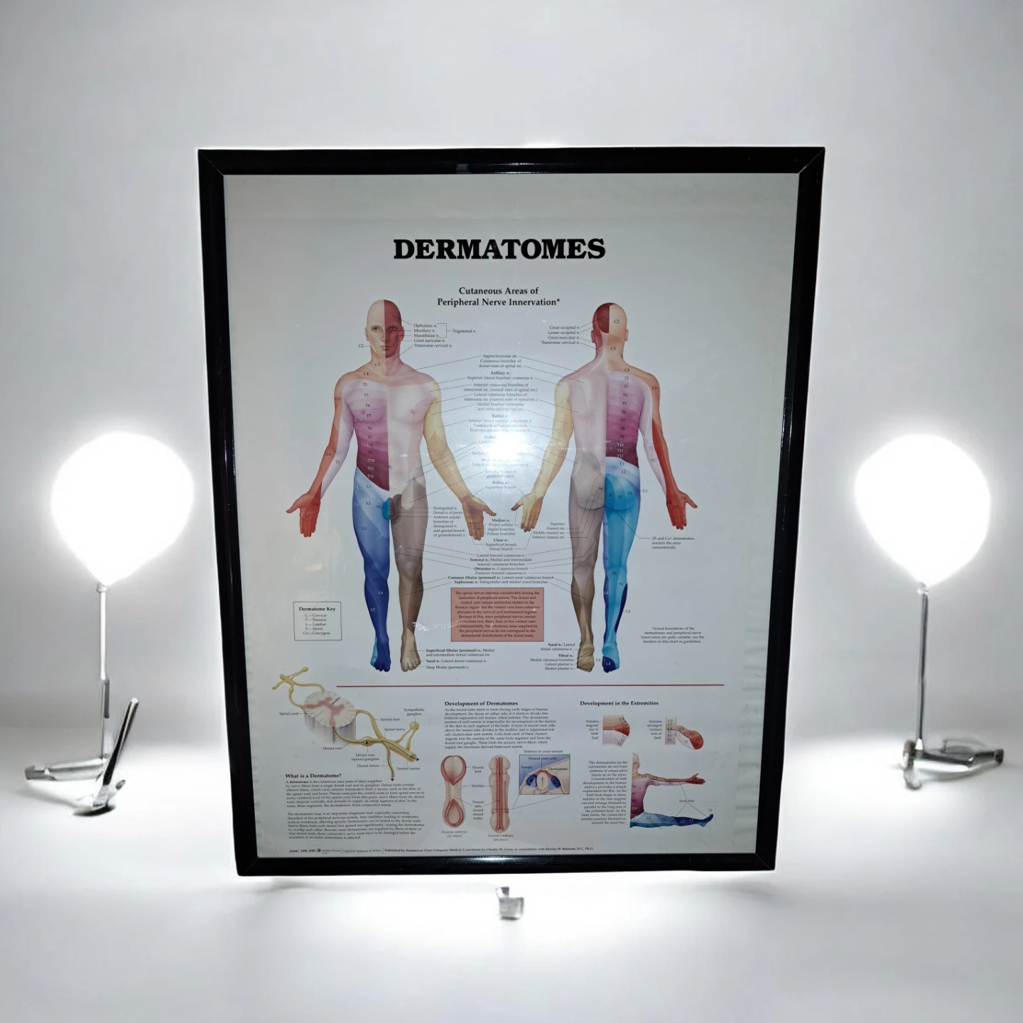 FREE Dermatomes map & frame