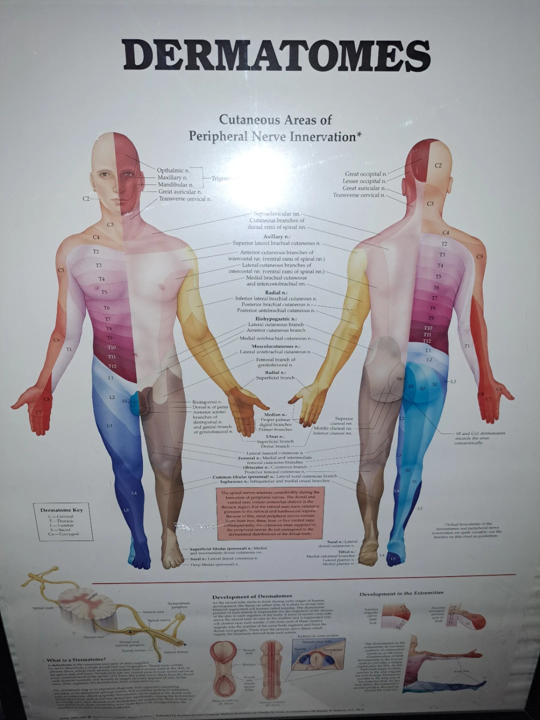 FREE Dermatomes map & frame - photo 3