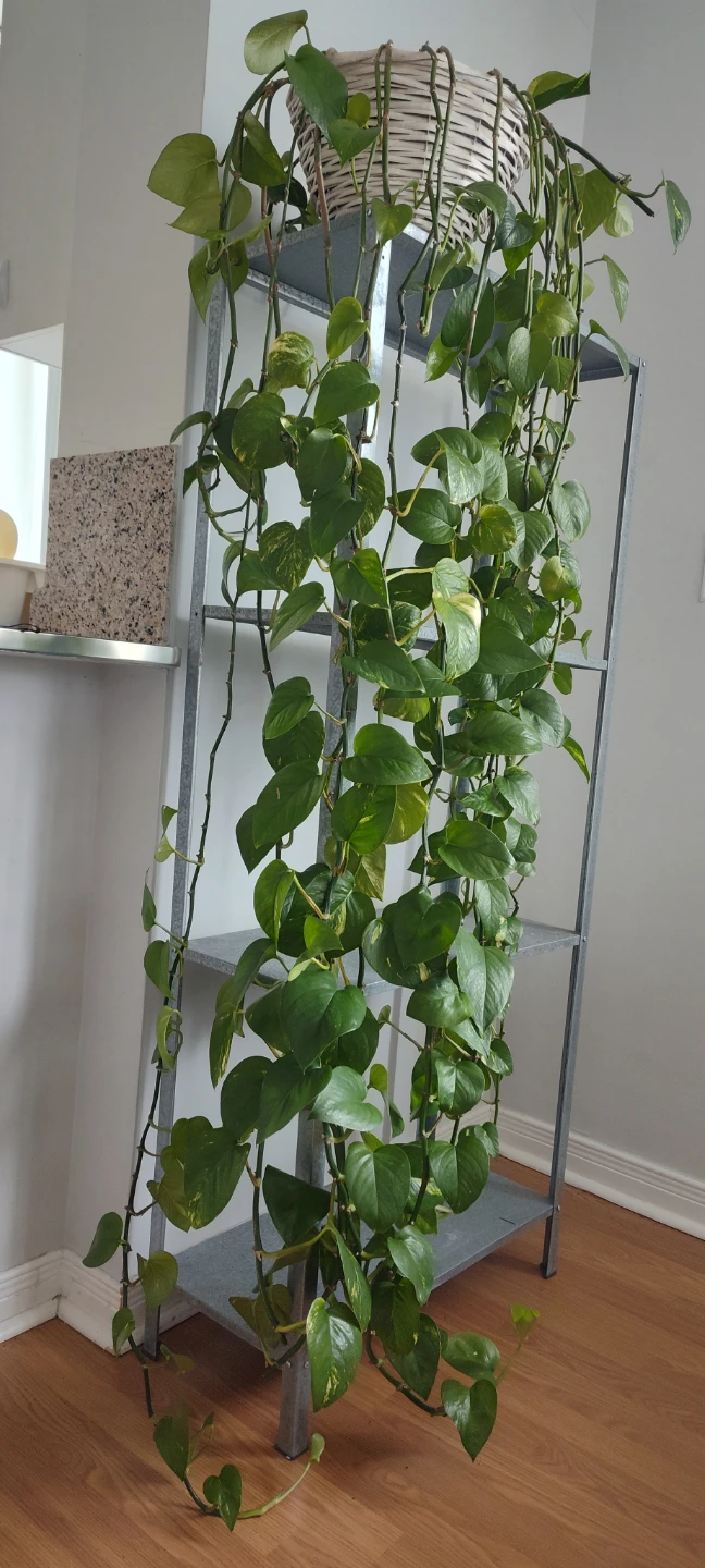 Large Pothos Plant - photo 2