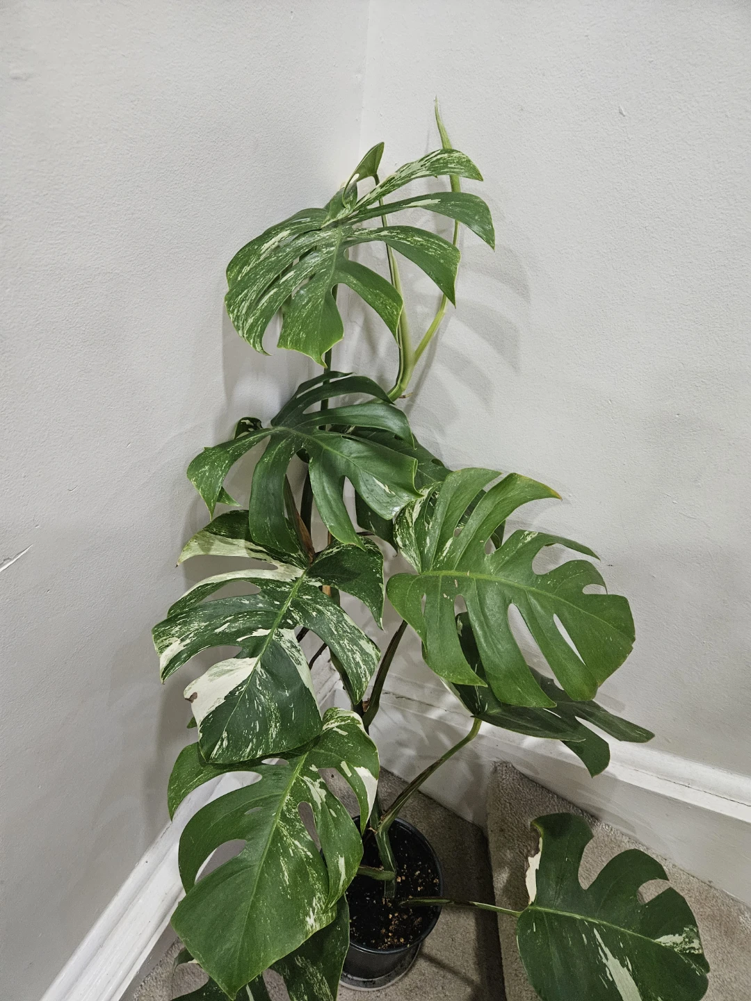 Variegated Monstera albo Plant - photo 2