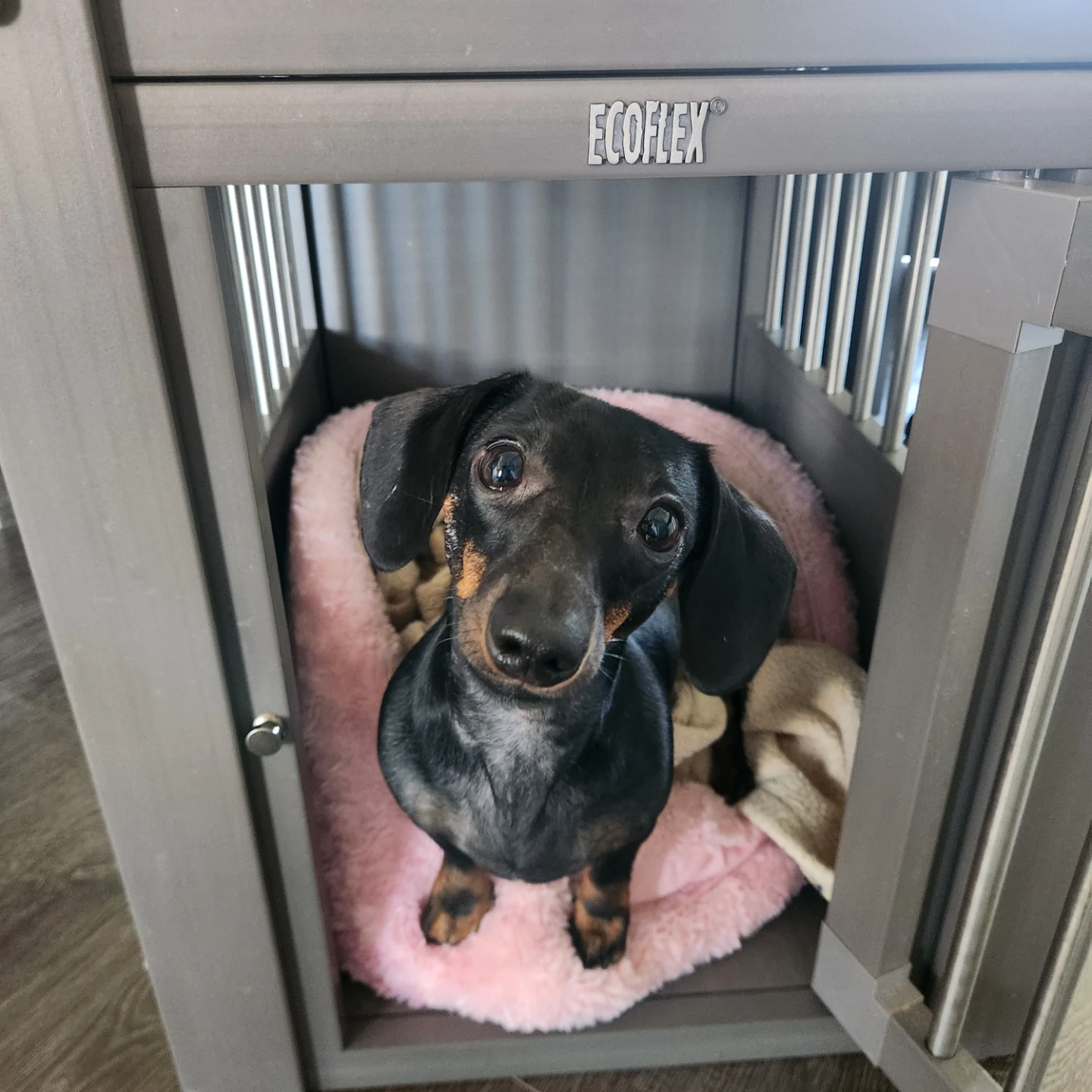 🐾 For Sale: Cozy Little Crate by Nova the Mini Dachshund! 🐾