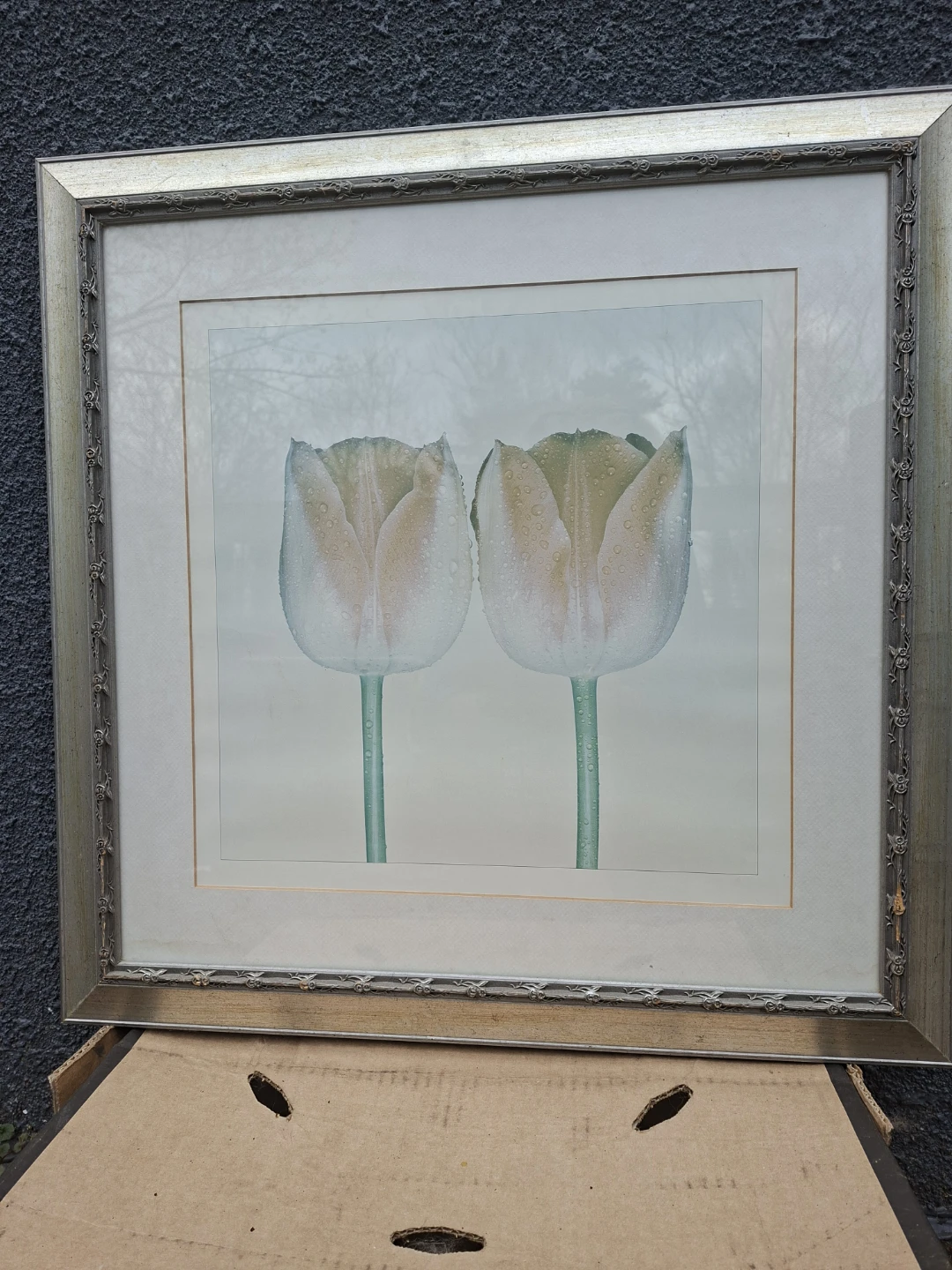 Framed Print of Two Tulips with Water Droplets