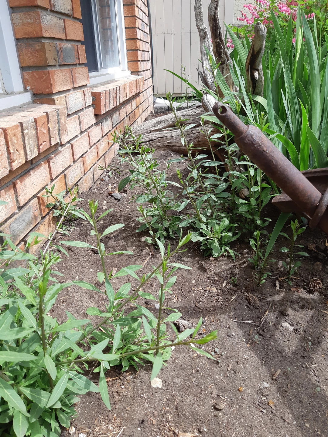 Perennial goji berry plants - photo 2