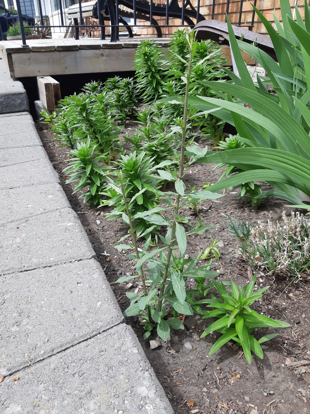 Perennial goji berry plants - photo 4
