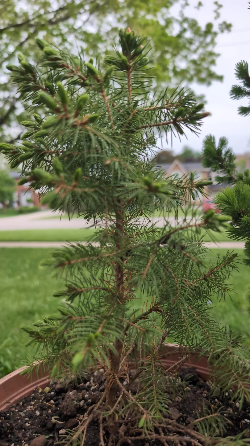 Small Potted Spruce Tree - photo 2
