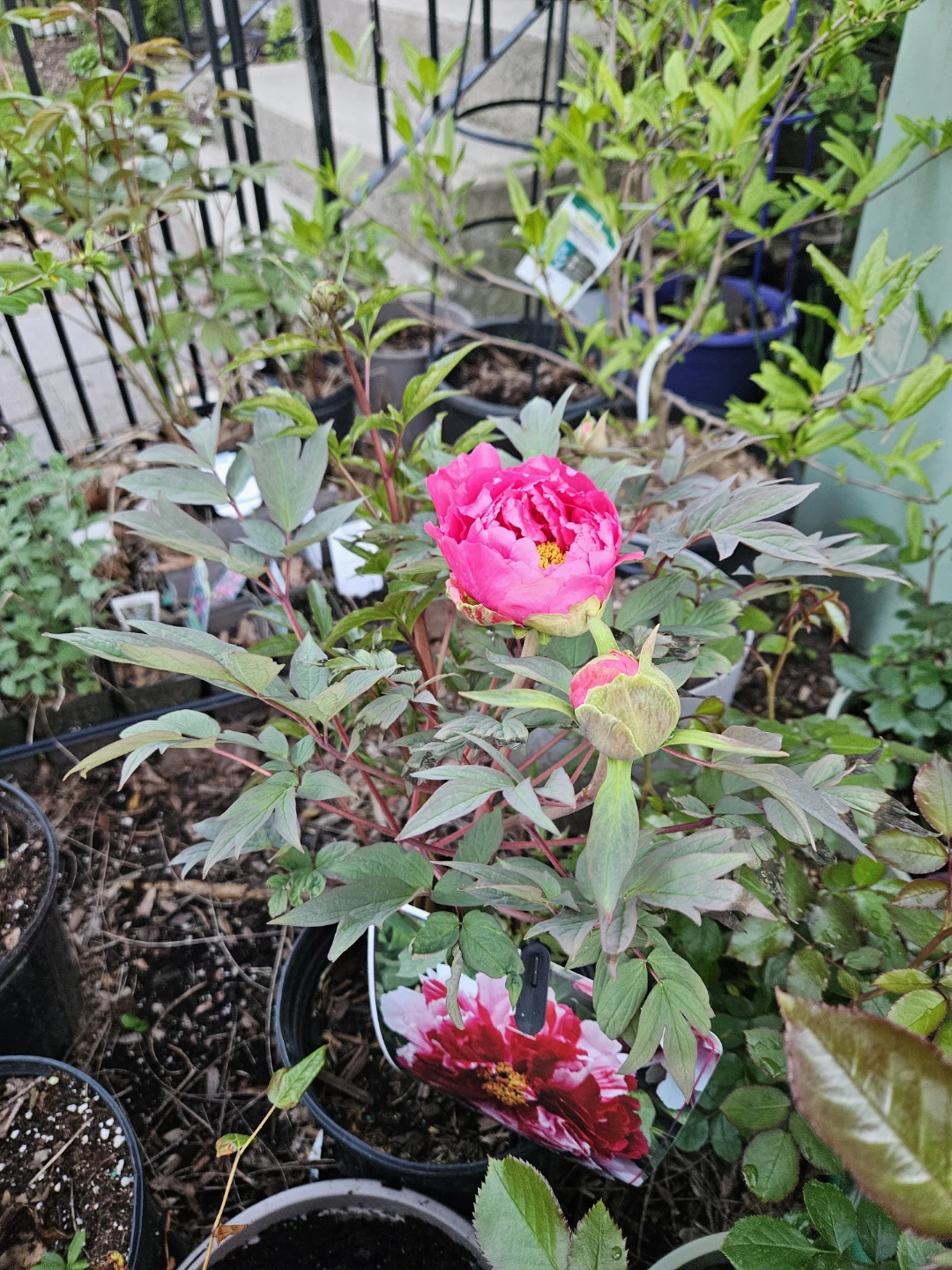 Tree Peony Plant🌱