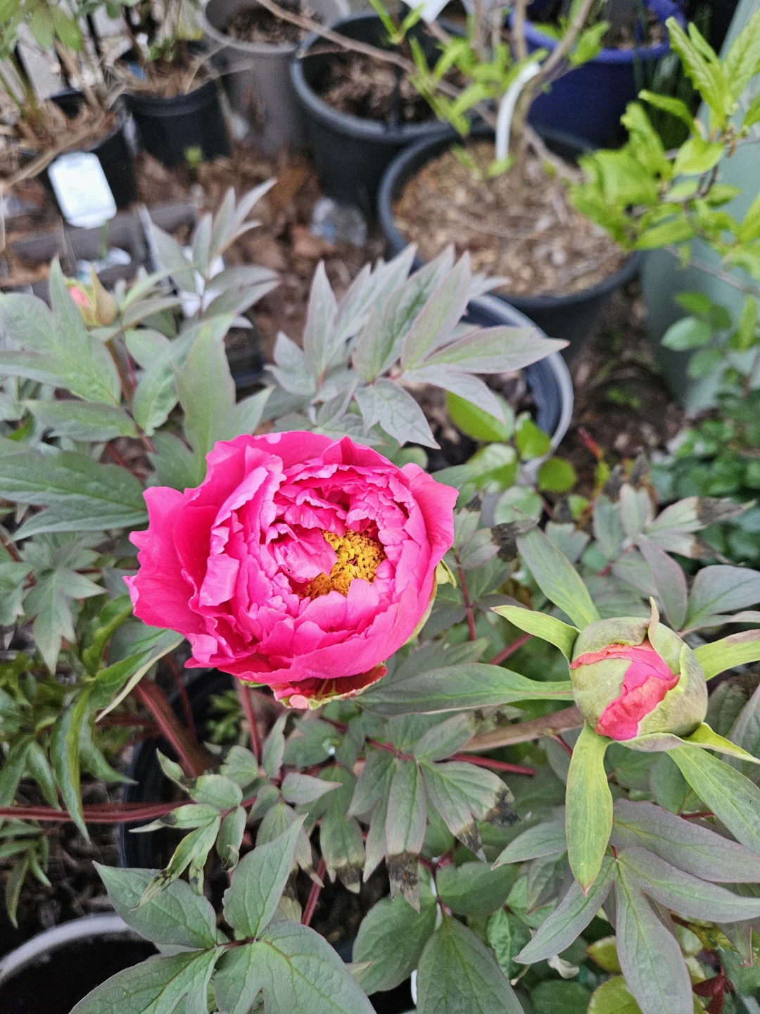 Tree Peony Plant🌱 - photo 2