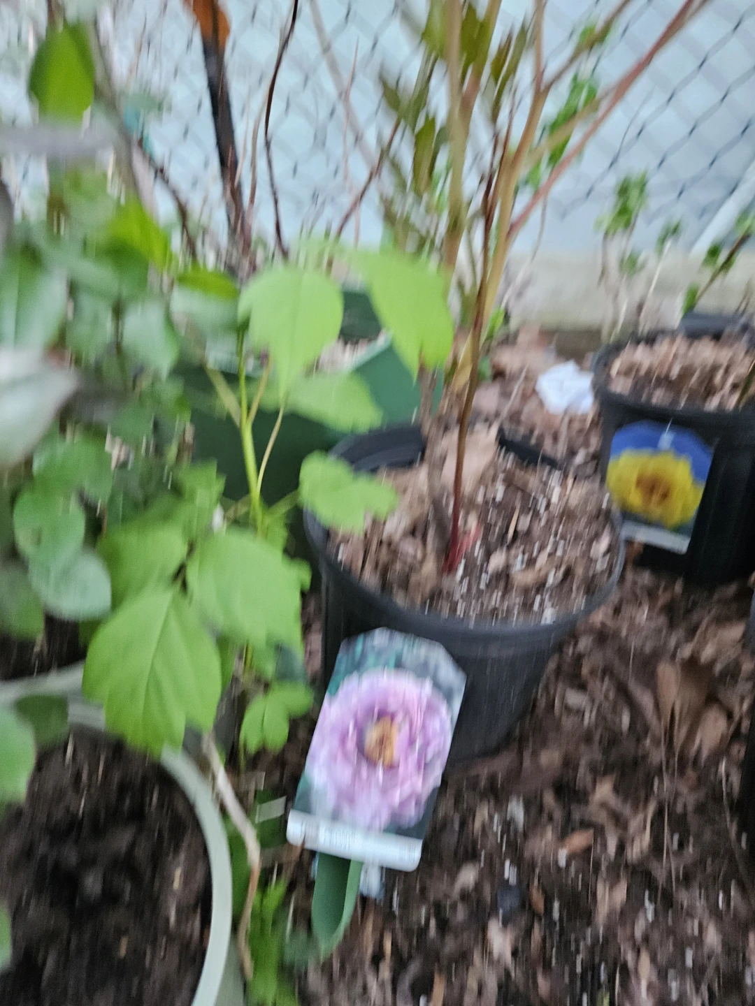 Tree Peony Plant🌱 - photo 3
