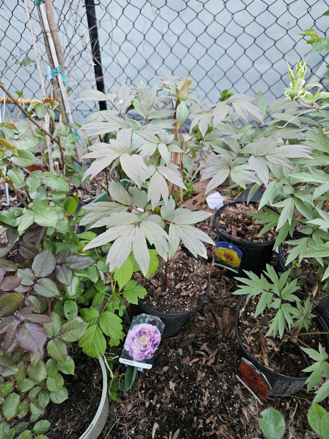 Tree Peony Plant🌱 - photo 4