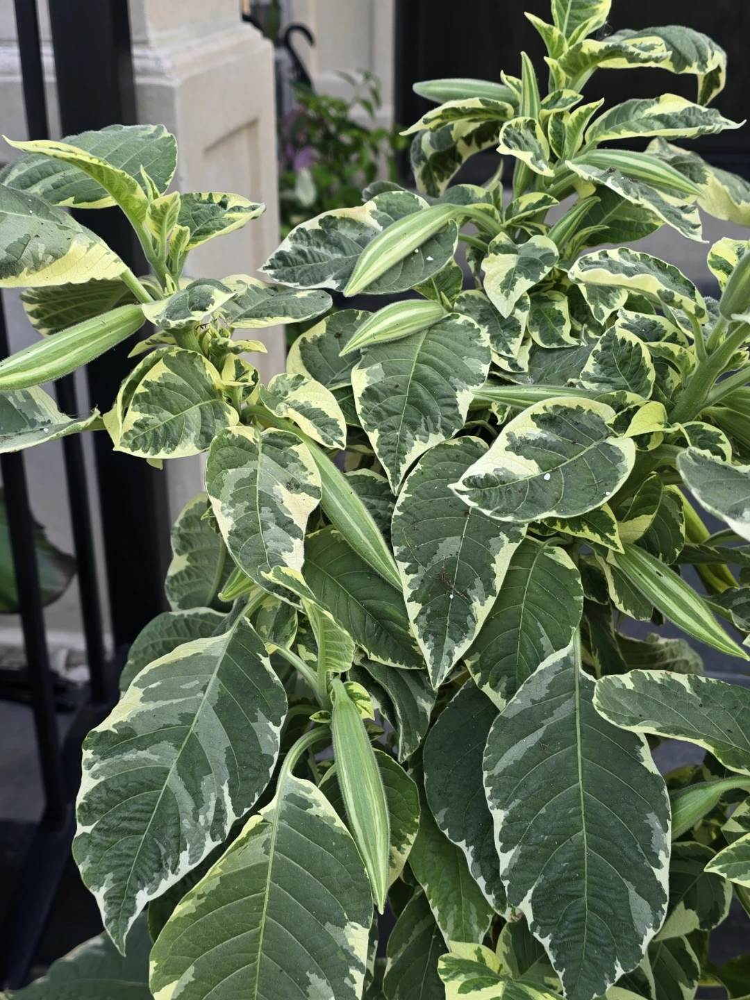 Variegated Brugmansia Angel's Trumpet Plant