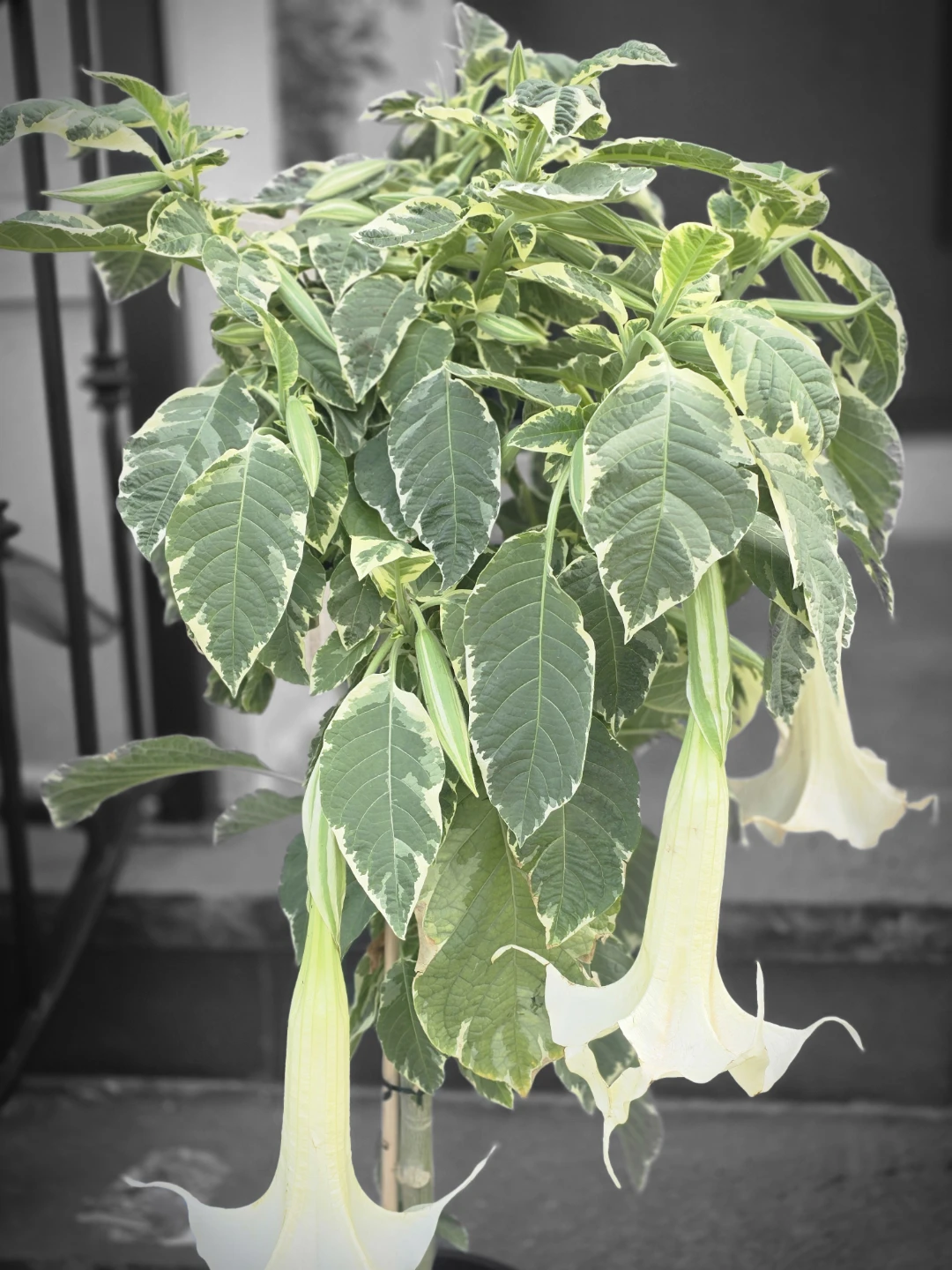 Variegated Brugmansia Angel's Trumpet Plant - photo 3