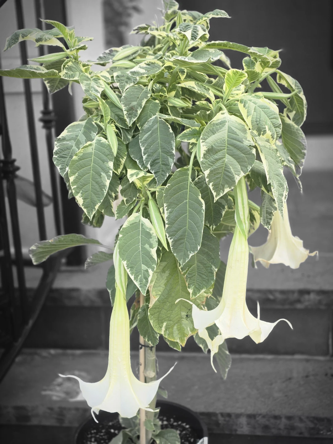 Variegated Brugmansia Angel's Trumpet Plant - photo 5