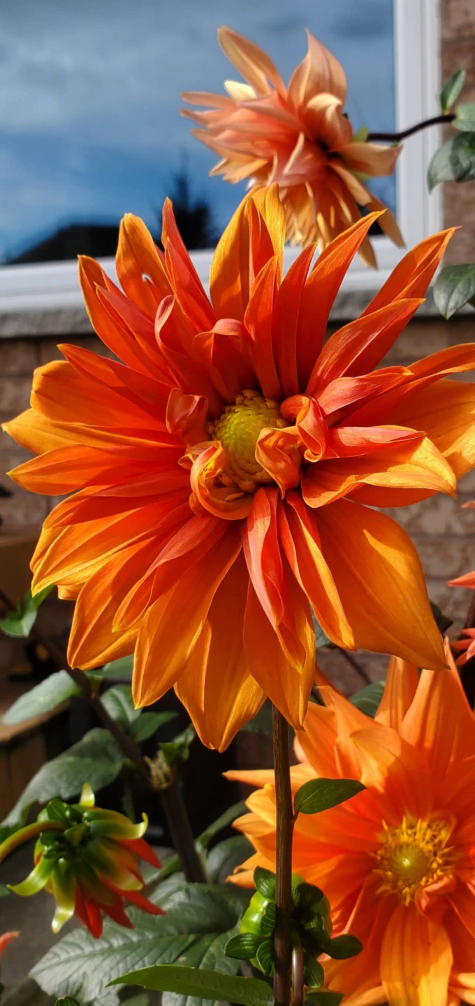 Dahlia roots