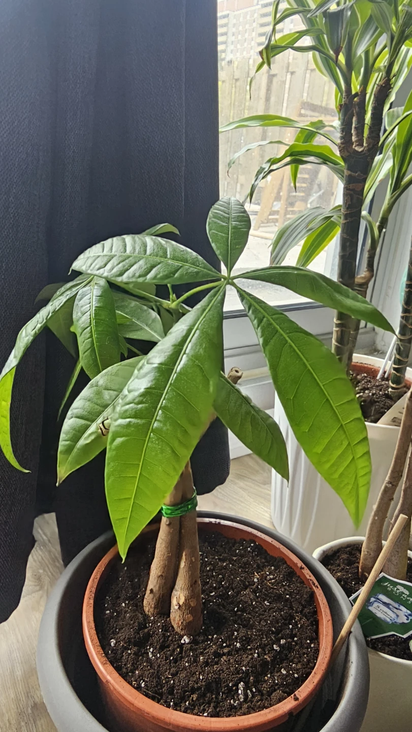 Moving Sale - Assorted Indoor Plants - photo 2