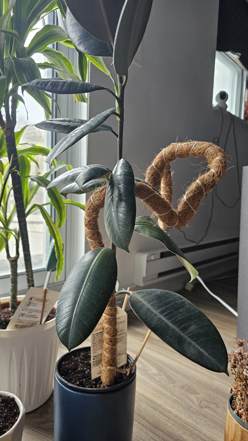 Moving Sale - Assorted Indoor Plants - photo 3