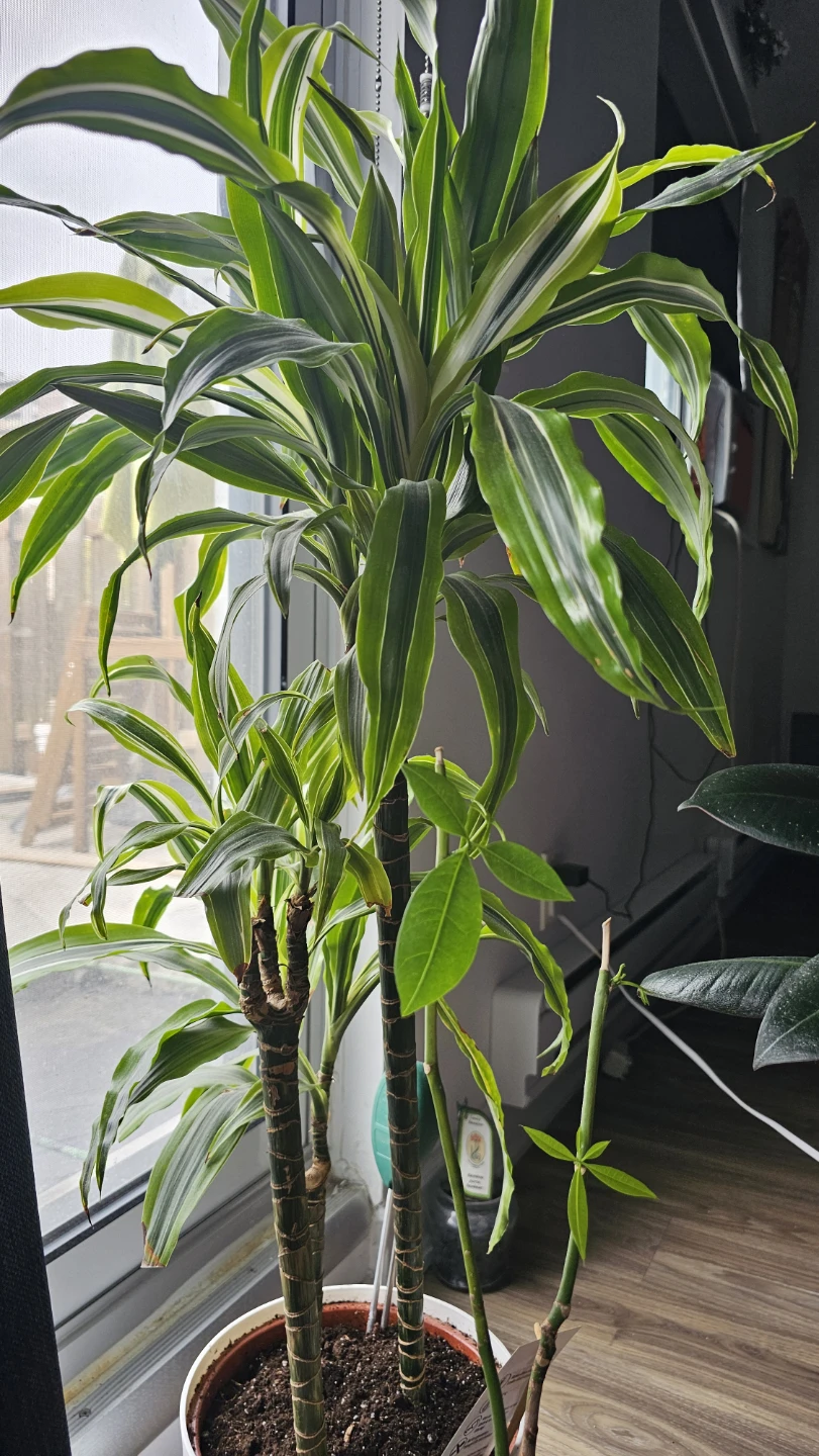 Moving Sale - Assorted Indoor Plants - photo 4