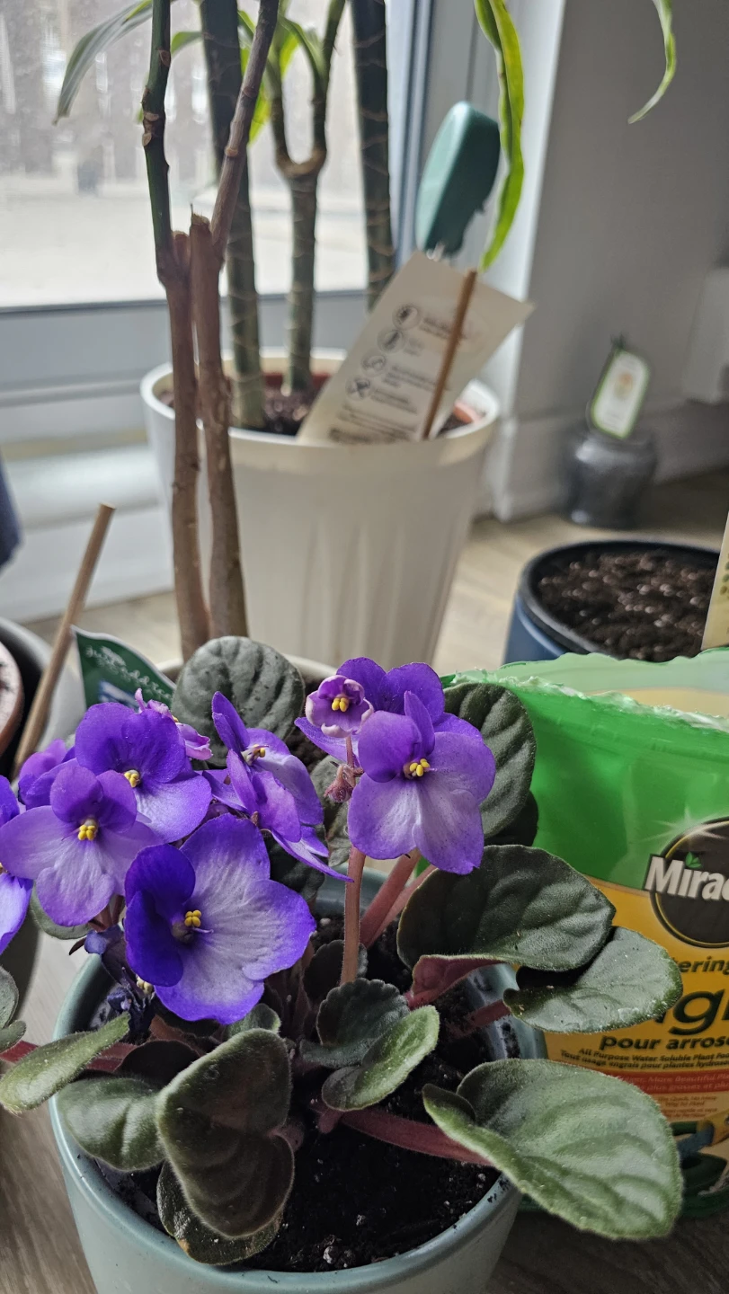 Moving Sale - Assorted Indoor Plants - photo 5