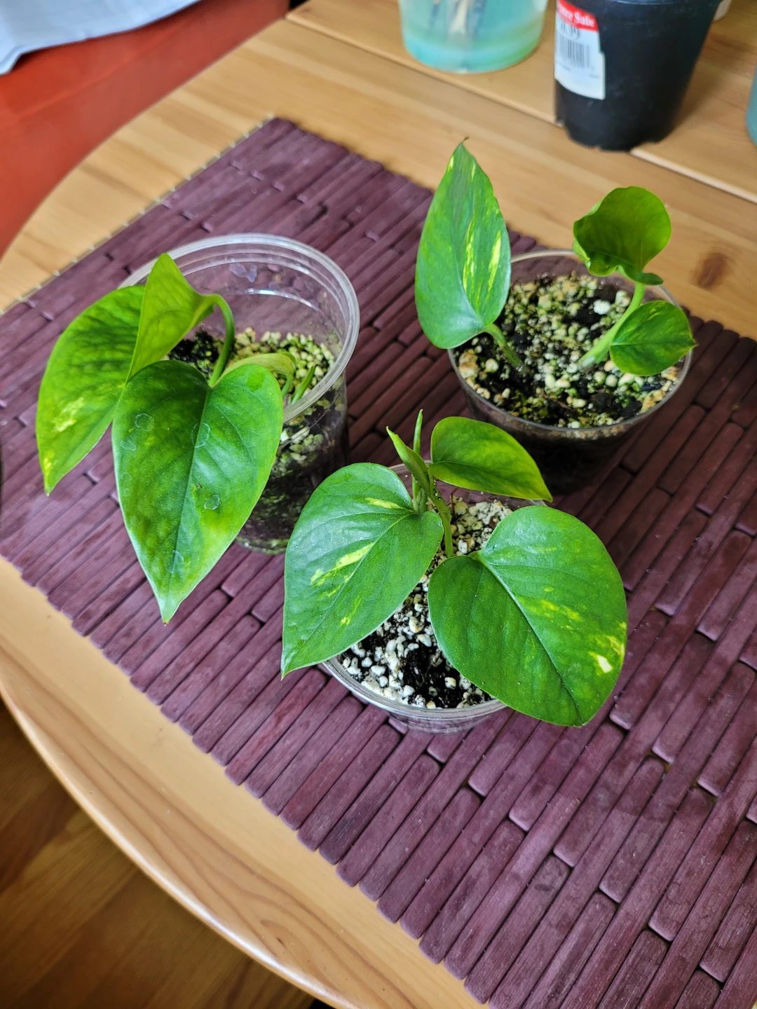 Air Purifying Plant - Pothos