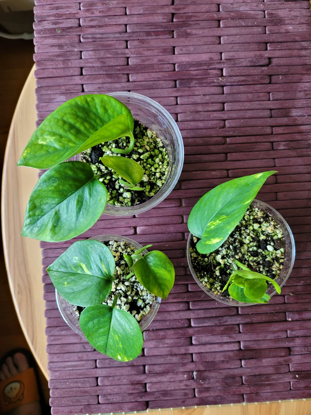Air Purifying Plant - Pothos - photo 2