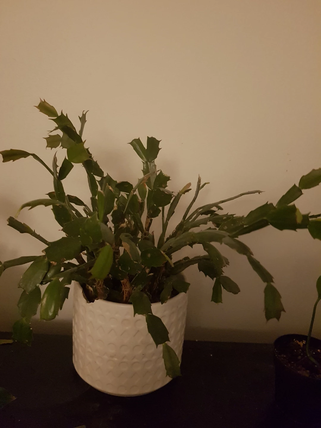 Christmas Cactus Plant in White Pot - photo 3