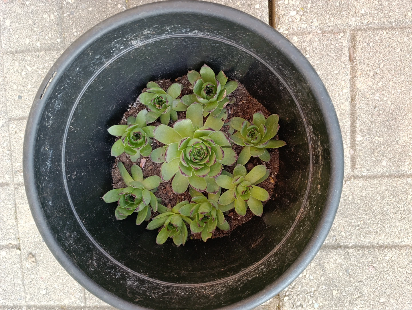 Succulents