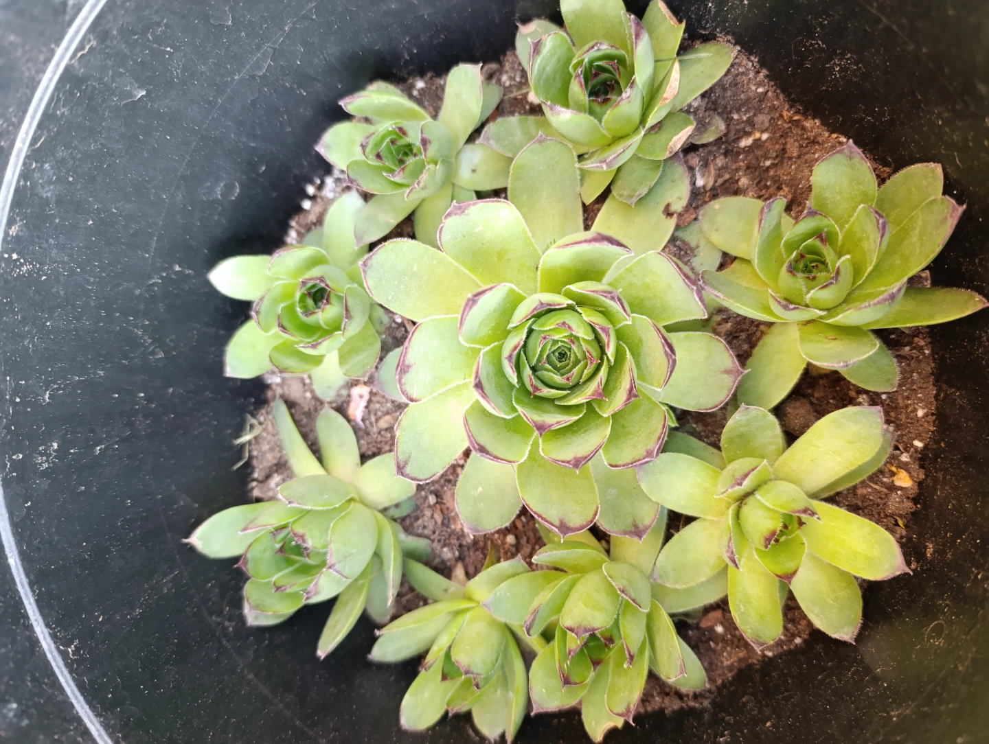 Succulents - photo 3